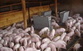 Epidemie de pestă porcină. Încă un focar a fost confirmat în judeţul Giurgiu