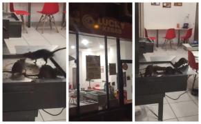 Imagini de coşmar într-un fast-food din Bucureşti. Şobolani, filmaţi în interiorul localului