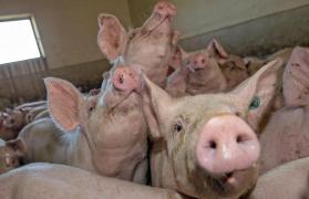130 de porci sacrificați la Giurgiu. Fermierii stăteau cu animalele bolnave și nu anunțau autoritățile