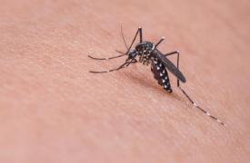 Încă un pacient infectat cu virusul West Nile la Brăila, după înţepătura unui tânţar