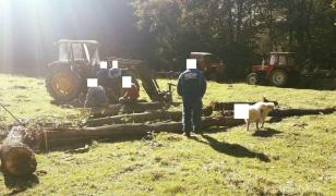 Jandarmii din Sălaj au blurat un câine surprins în preajma unor hoţi de lemne