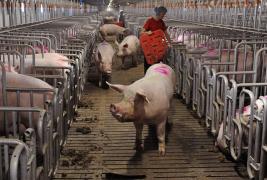 Nou bilanţ pe pesta porcină. Numărul focarelor din cele 13 judeţe afectate de virus a crescut