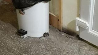 Șoarece fotografiat într-o maternitate din Timișoara de o tânără mămică