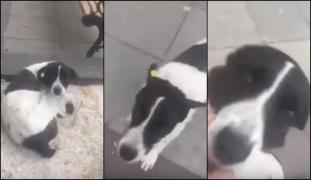 Moment emoționant. Un bărbat își găsește cățelul după trei ani de la dispariție