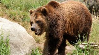 Sfâșiat de urs în Prahova. Rănit grav, internat de urgență