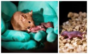 Regulile reproducerii, înfrânte de cercetătorii chinezi. Pui de șoareci concepuți doar de femele, fără mascul
