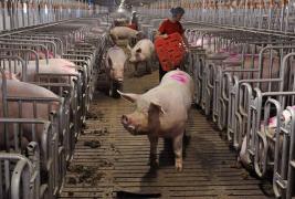 Pesta porcină africană a ajuns în Teleorman! Virusul, descoperit la un animal mort lângă o pădure