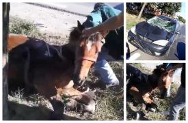 Căluţ biciuit fără milă rupe hamurile, galopează disperat să scape, e spulberat de o maşină. Stăpînul a fugit (Video)