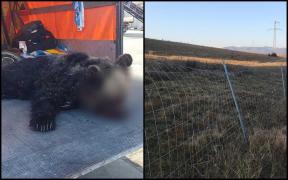 Urs spulberat de TIR pe autostradă, la Sibiu. Animalul a fost proiectat într-un alt autoturism