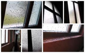 Biserică acoperită de un roi uriaş de muşte la un botez, în Bistriţa. Fenomenul inexplicabil a speriat enoriaşii (Video)