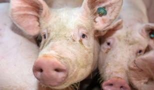 Bebeluş de nouă luni, muşcat de cap de un porc, într-un sat din Iaşi