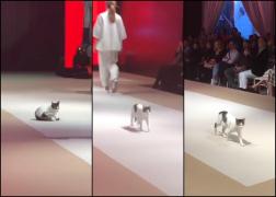 O pisică albă, de toată frumusețea, a defilat pe podium la un eveniment fashion din Istanbul