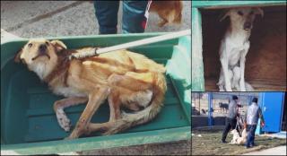Cruzime fără margini la adăpostul de câini din Oneşti. Bietele animale sunt numai piele şi os, chinuite şi pline de răni