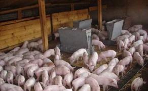 Pesta porcina a afectat 240 de localităţi din întreaga ţară