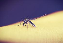 Virusul West Nile, transmis prin înţepătura de ţântar