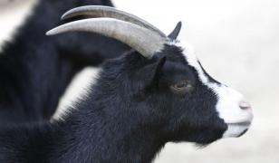 O femeie din Haţeg a postat pe Facebook o poză în care este alături de o capră neagră ucisă