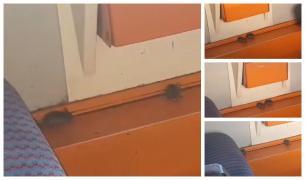 O familie de șobolani din Vaslui, cei mai fideli călători ai CFR-ului. Nu știa nimeni de ce e vagonul gol (VIDEO)