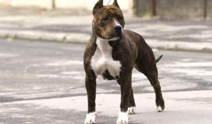 Bărbat din Neamţ, muşcat de doi câini Amstaff. Proprietarul a cerut eutanasierea animalelor