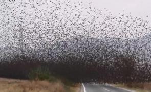 Stolul de grauri acoperă un câmp şi o şosea