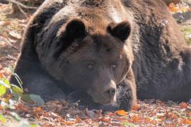 Ursul Max în Sanctuarul Libearty