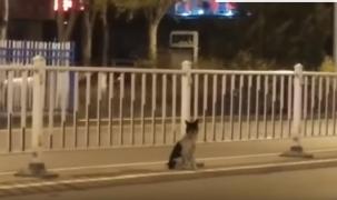 Caine îşi aşteaptă stăpânul de 3 luni