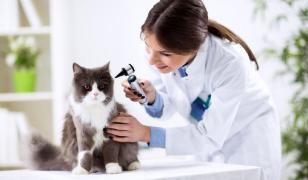 Lucruri pe care trebuie să le verifici la un cabinet veterinar înainte să mergi la consult cu animalul de companie