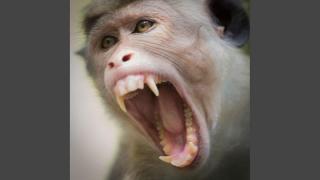 O maimuță a ucis un bebeluș