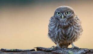 Superstiţii legate de cucuvea, în tradiţia populară