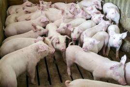 Locuitorii unui sat din Galați au ucis în câteva ore toți porcii, 200 de animale, din cauza unui zvon fals