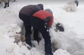 Video. Animale scoase de sub un strat gros de zăpadă într-un parc național din Spania