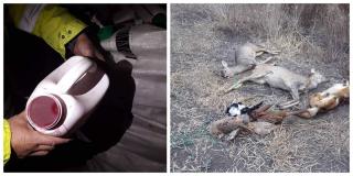 Animale otrăvite pe un câmp din Timiş