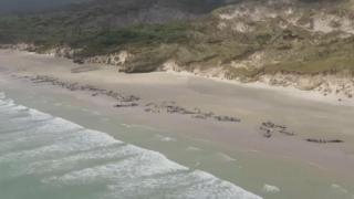 Balenele eșuate pe o plajă din Insula Stewart din Noua Zeelandă