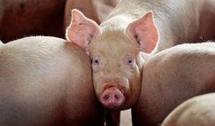 Primul caz de pesta porcină africană, confirmat în Buzău