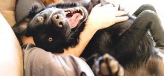 Secrete pentru a-i asigura patrupedului tău o viaţă fericită