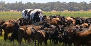 Bou de dimensiuni uriașe, salvat de la abator