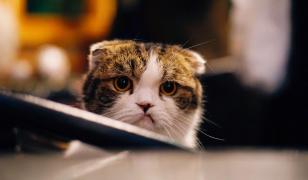 Zodiac prezentat de Observator