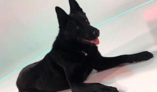 Şuier, câinele vedetă al Ministerului de Interne, vine în platoul Observator