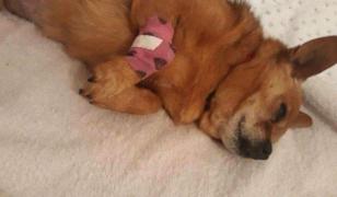 Un tânăr care a omorât cu cruzime un câine abandonat a fost condamnat la închisoare