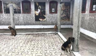Câinii erau legaţi cu lanţuri de stâlpii unei mănăstiri din Năvodari