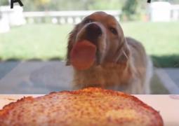 Un câine pofticios linge un geam