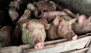 Pestă porcină în România