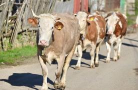 Un bărbat şi mama lui, ucişi de vaci