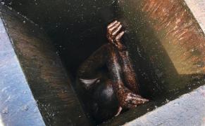 Tânărul plin de grăsime blocat în conducta de ventilaţie a restaurantului