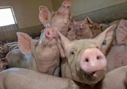 Bilanţ pesta porcină africană în România