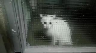 Pisică agresivă reclamată la 112 de locatara unui bloc din București. Au intervenit jandarmii (Video)