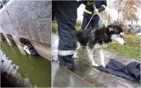 Câine căzut în lacul Ciuperca din Tulcea