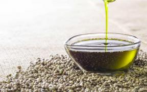 Intrebari frecvente despre uleiul CBD: ce este, cum se extrage, ce beneficii are?