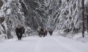 Turma de zimbri înaintează pe un drum forestier din Neamț