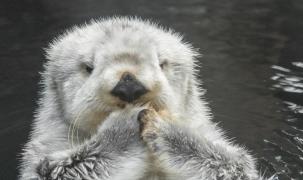 Eddie avea 21 de ani