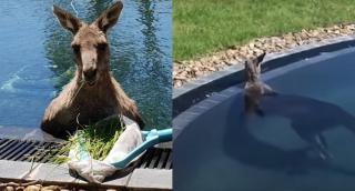 O familie din Australia s-a trezit cu un cangur în piscina din spatele casei